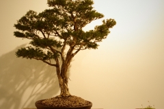 25 Melaleuca ericifolia