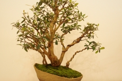 27 Tristaniopsis laurina