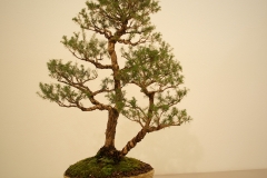 28 Melaleuca ericifolia