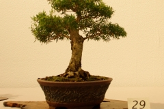 29 Melaleuca styphelioides