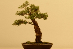 30 Banksia aemula