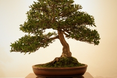 31 Callistemon citrinus