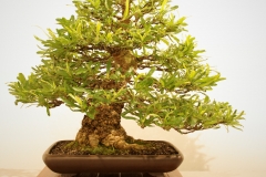 32 Banksia aemula