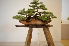 33 Leptospermum laevigatum