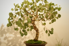 35 Eucalyptus polyanthemos