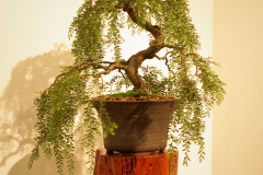 36 Acacia howittii Green Wave