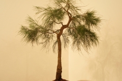 38 Allocasuarina littoralis