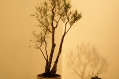 39 Allocasuarina torulosa