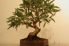 40 Eucalyptus camaldulensis