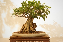 41 Ficus rubiginosa