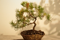 42 Banksia spinulosa