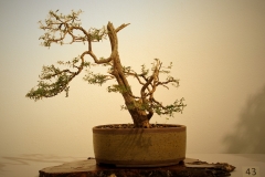 43 Kunzea ericoides