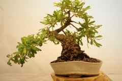 44 Banksia sp