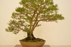 45 Melaleuca styphelioides