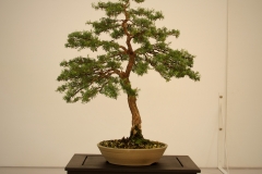 46 Kunzea ambigua