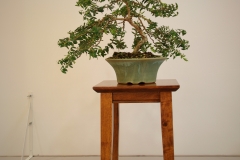 47 Melaleuca hypericifolia Ulladulla Beacon