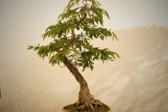 48 Agonis flexuosa