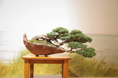 49 Leptospermum laevigatum