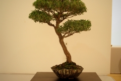 50 Leptospermum laevigatum
