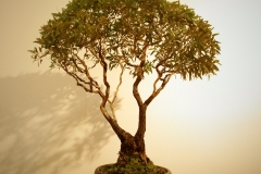 51 Eucalyptus melliodora