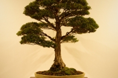 52 Melaleuca styphelioides
