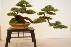 53 Leptospermum laevigatum