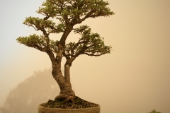 54 Banksia marginata Mini Marge