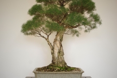 55 Melaleuca raphiophylla