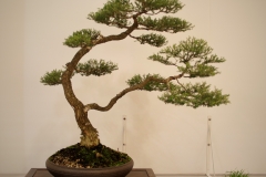56 Melaleuca lanceolata