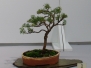 Symposium 2015 - Australian Native Plants as Bonsai