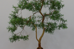 Leptospermum madidum var. sativum (weeping tea tree)