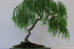 Acacia howittii prostrate form (sticky wattle)