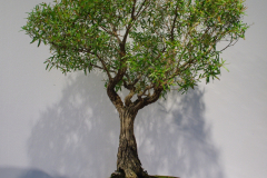 Leptospermum petersonii (lemon-scented tea tree)
