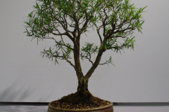 Callistemon viminalis ('Captain Cook')