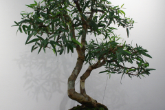 Eucalyptus sp. (gum)