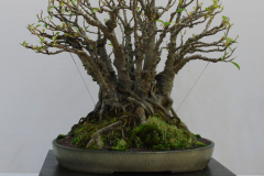 Ficus rubignosa (Port Jackson fig)