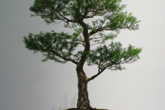 Melaleuca bracteata (black tea tree or river tea tree)