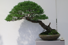 Leptospermum laevigatum (coastal tea tree)