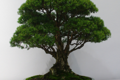 Melaleuca styphelioides (prickly paperbark)