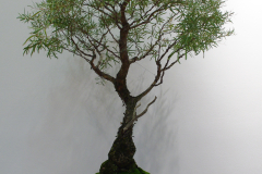 Eucalyptus nichollii (willow peppermint)