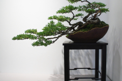 Leptospermum laevigatum (coastal tea tree)