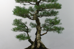 Melaleuca raphiophylla (swamp paperbark)
