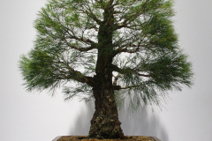 Allocasuarina torulosa (rose sheoke)