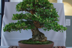 Banksia serrata (old man banksia)