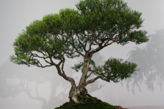 Melaleuca stypheloides (prickly paperbark)