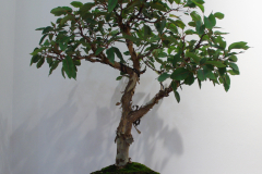 Corymbia ficifolia (flowering gum)
