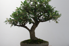 Banksia integrifolia (coastal banksia)