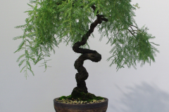 Acacia cardiophylla (golden lace wattle)