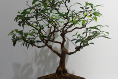 Lophostemon confertus (Queensland box or brush box)
