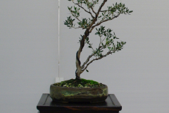 Leptospermum sp. (tea tree)